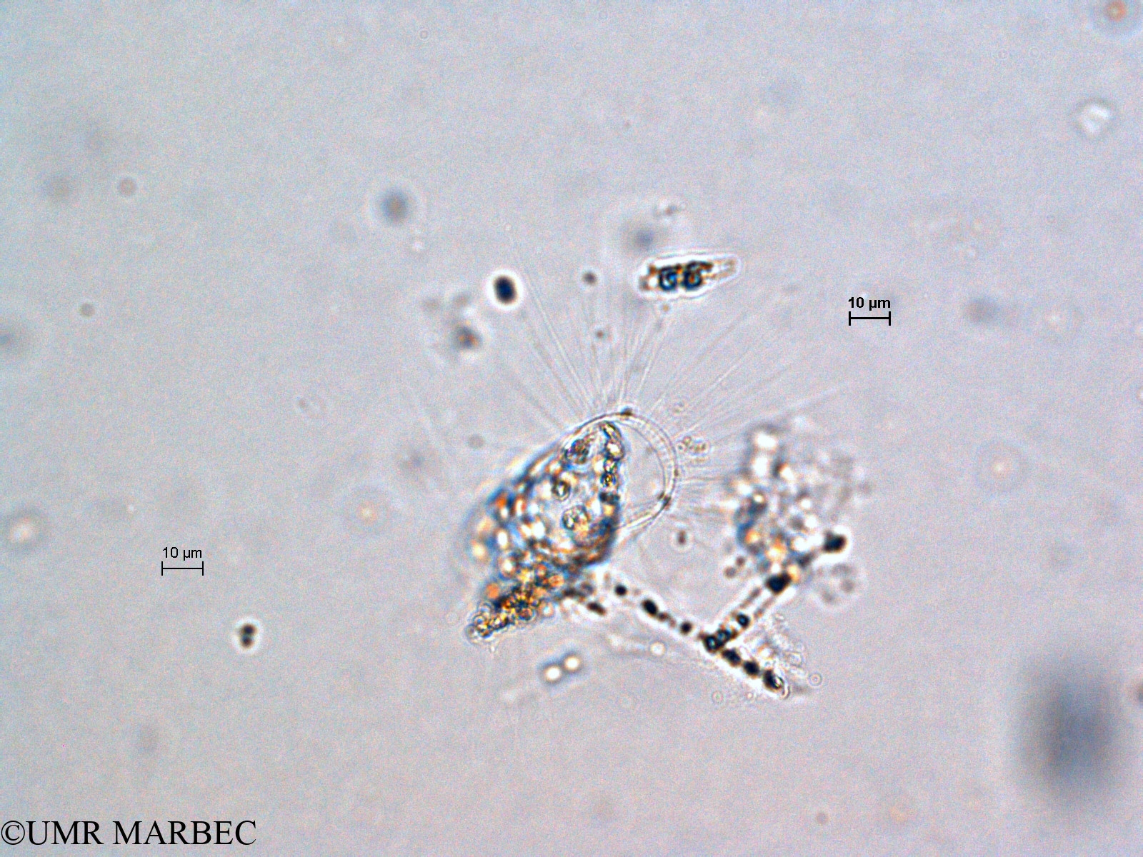 phyto/Scattered_Islands/all/COMMA April 2011/Bacteriastrum sp8 (ancien Bacteriastrum sp3)(copy).jpg